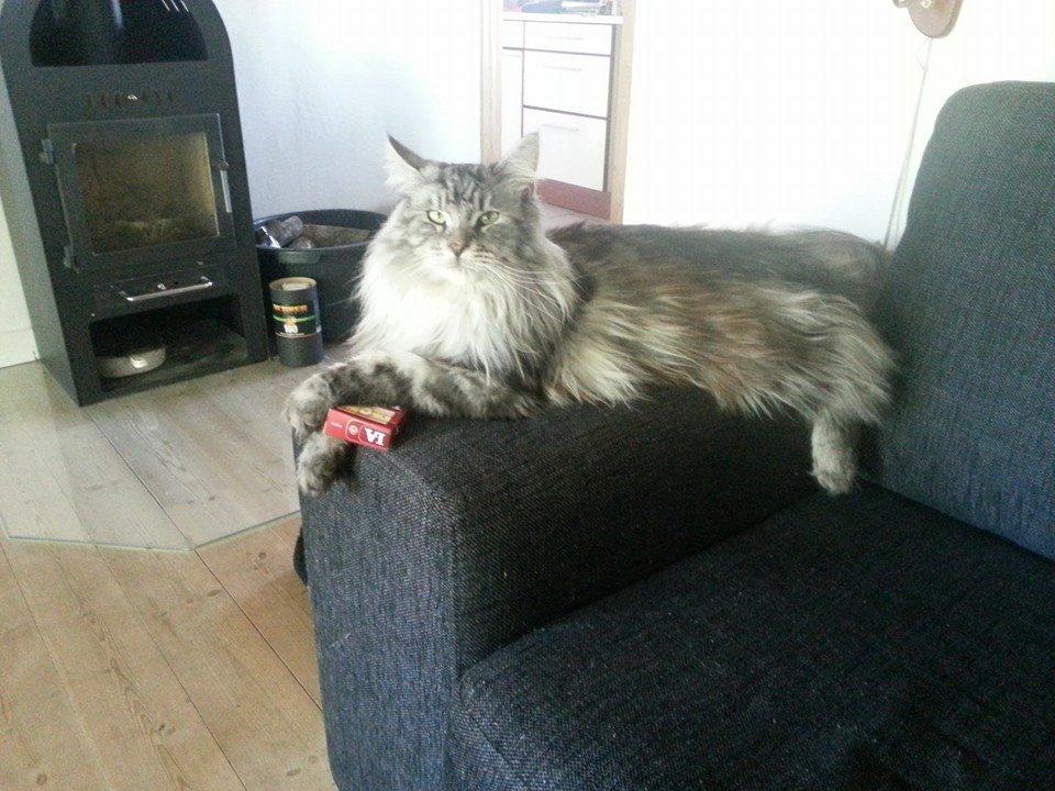 Maine Coon Vabis Himmelkat <3  billede 3