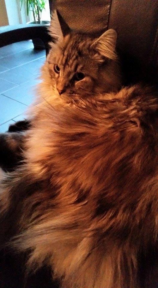 Maine Coon Vabis Himmelkat <3  billede 4