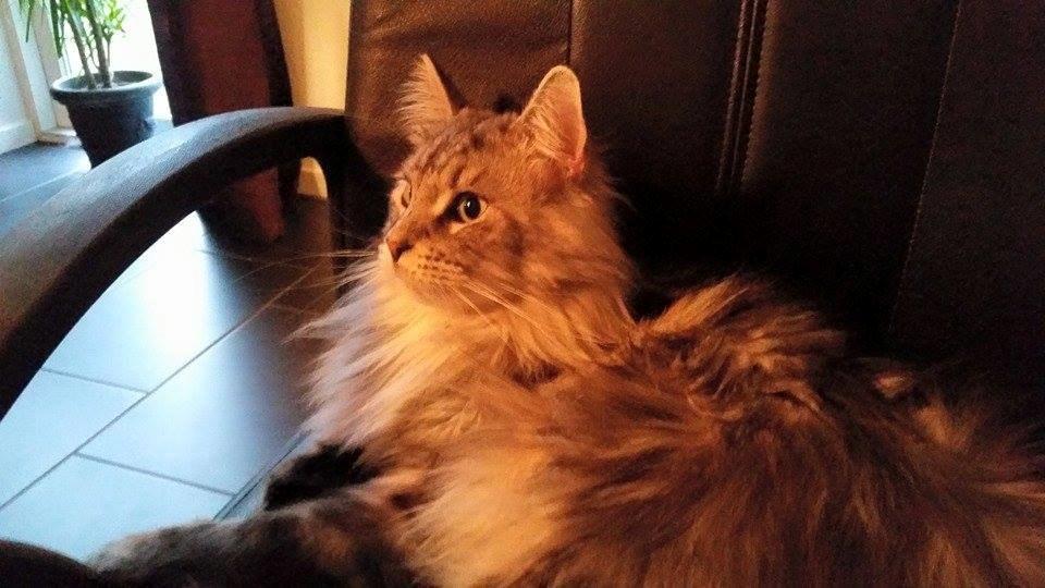 Maine Coon Vabis Himmelkat <3  billede 5
