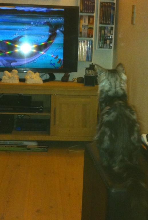 Norsk Skovkat Kirstila-Tahia´s Carlos billede 24