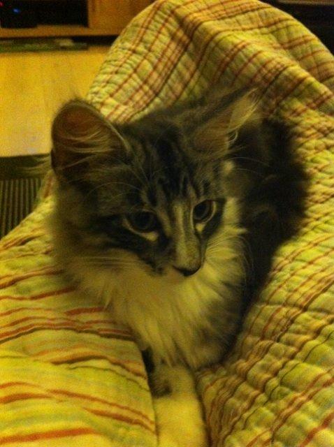 Norsk Skovkat Kirstila-Tahia´s Carlos billede 26