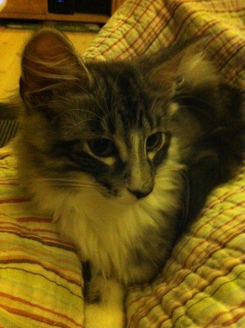 Norsk Skovkat Kirstila-Tahia´s Carlos billede 27