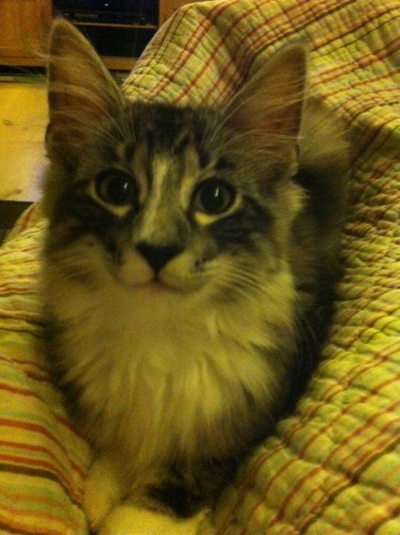 Norsk Skovkat Kirstila-Tahia´s Carlos billede 7