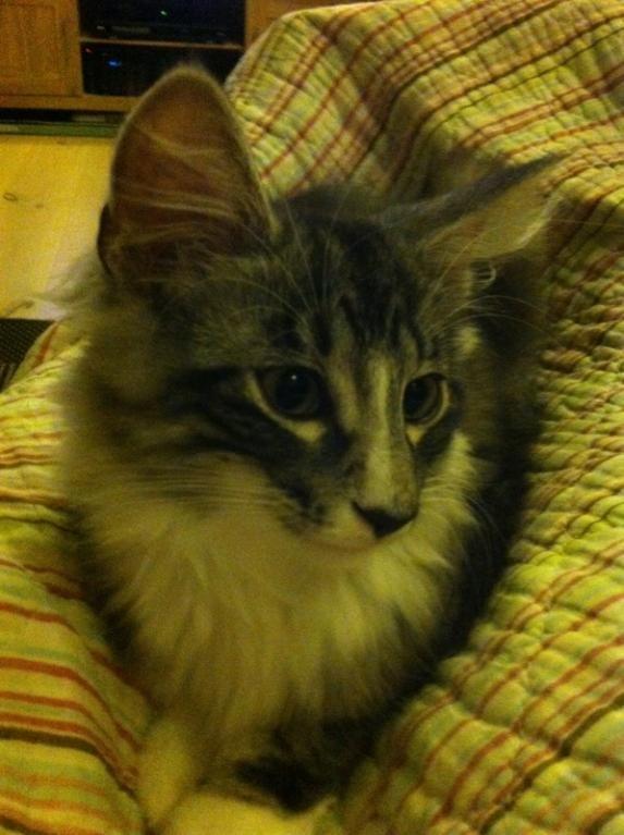 Norsk Skovkat Kirstila-Tahia´s Carlos billede 28