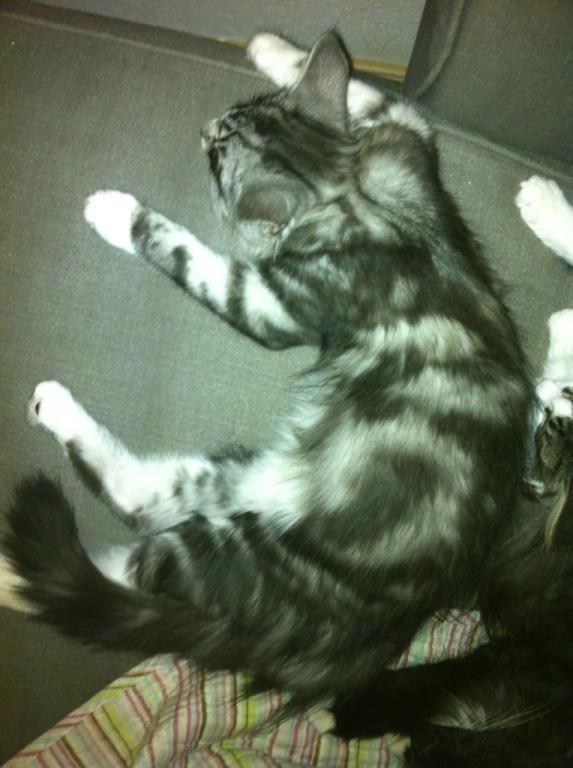 Norsk Skovkat Kirstila-Tahia´s Carlos billede 29