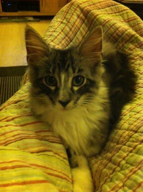 Norsk Skovkat Kirstila-Tahia´s Carlos billede 25