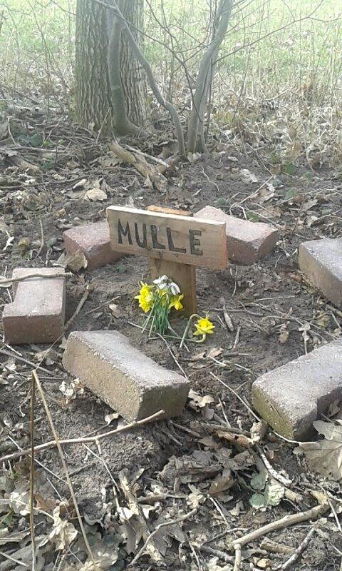 Huskat mulle (bamse) billede 17