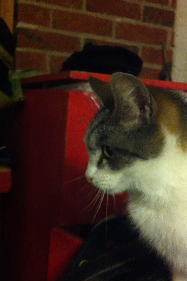 Huskat Kildelunds Smiga - velkommen til Kildelunds Smiga billede 1