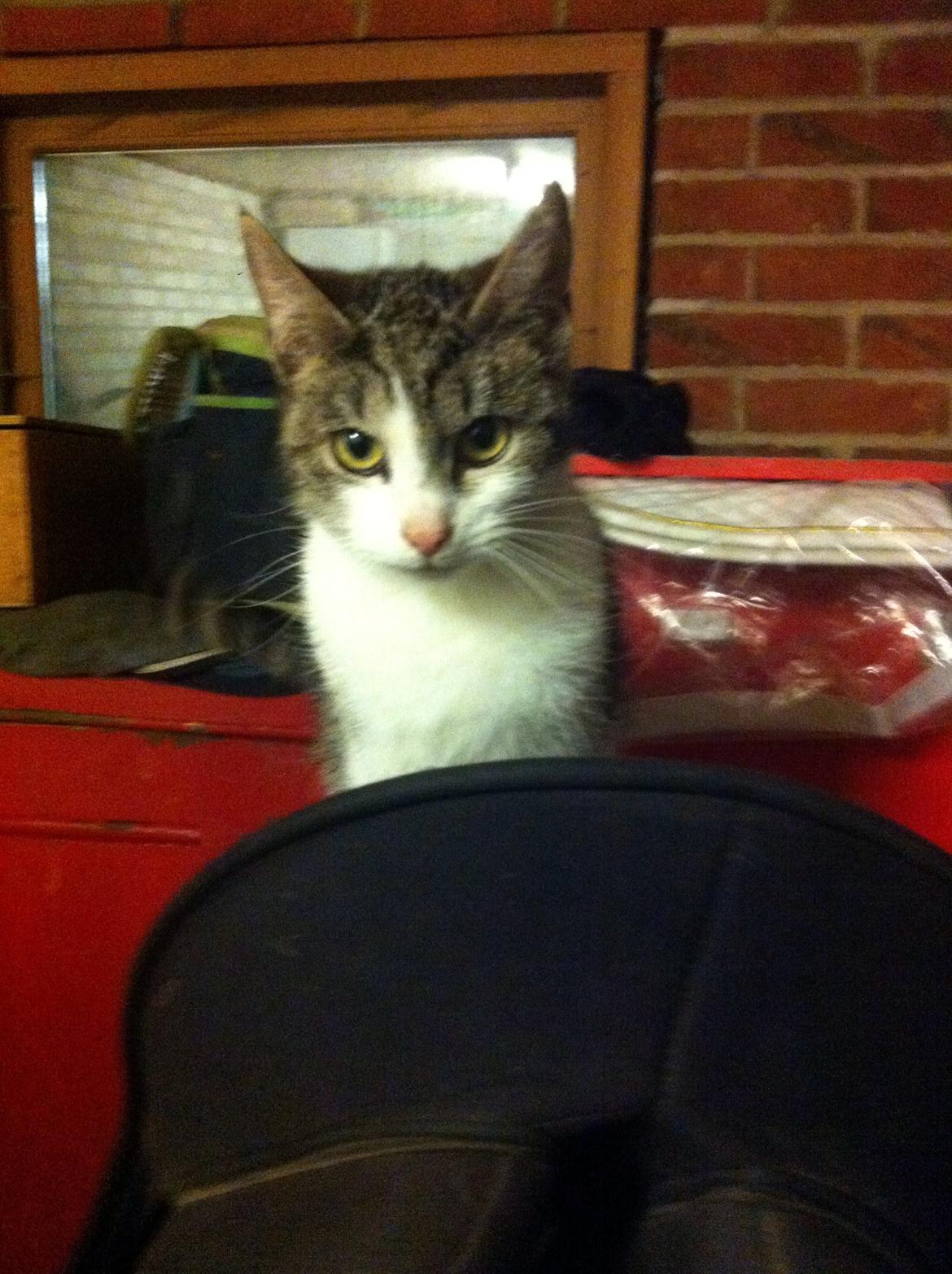 Huskat Kildelunds Smiga - ridetur i dressursadlen billede 3