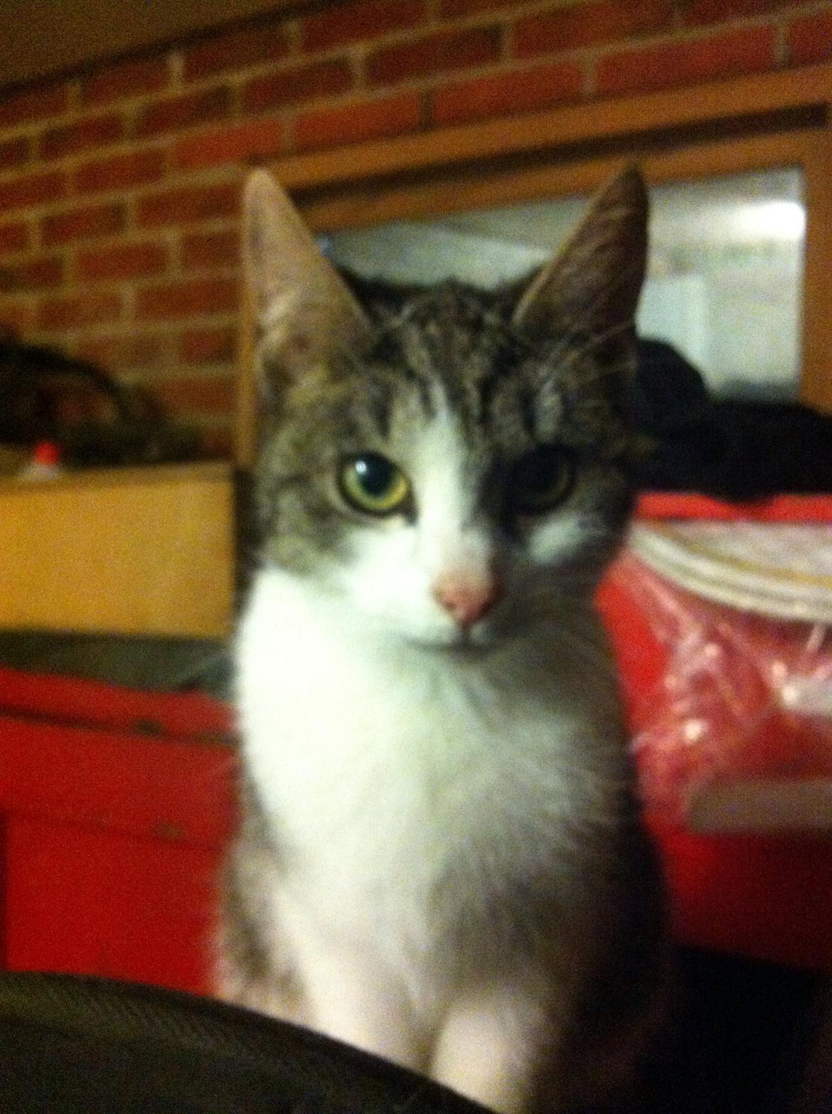 Huskat Kildelunds Smiga billede 2