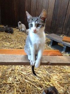 Huskat Kildelunds Smiga - baby billede 5