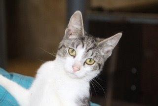 Huskat Kildelunds Smiga - smukke billede 6