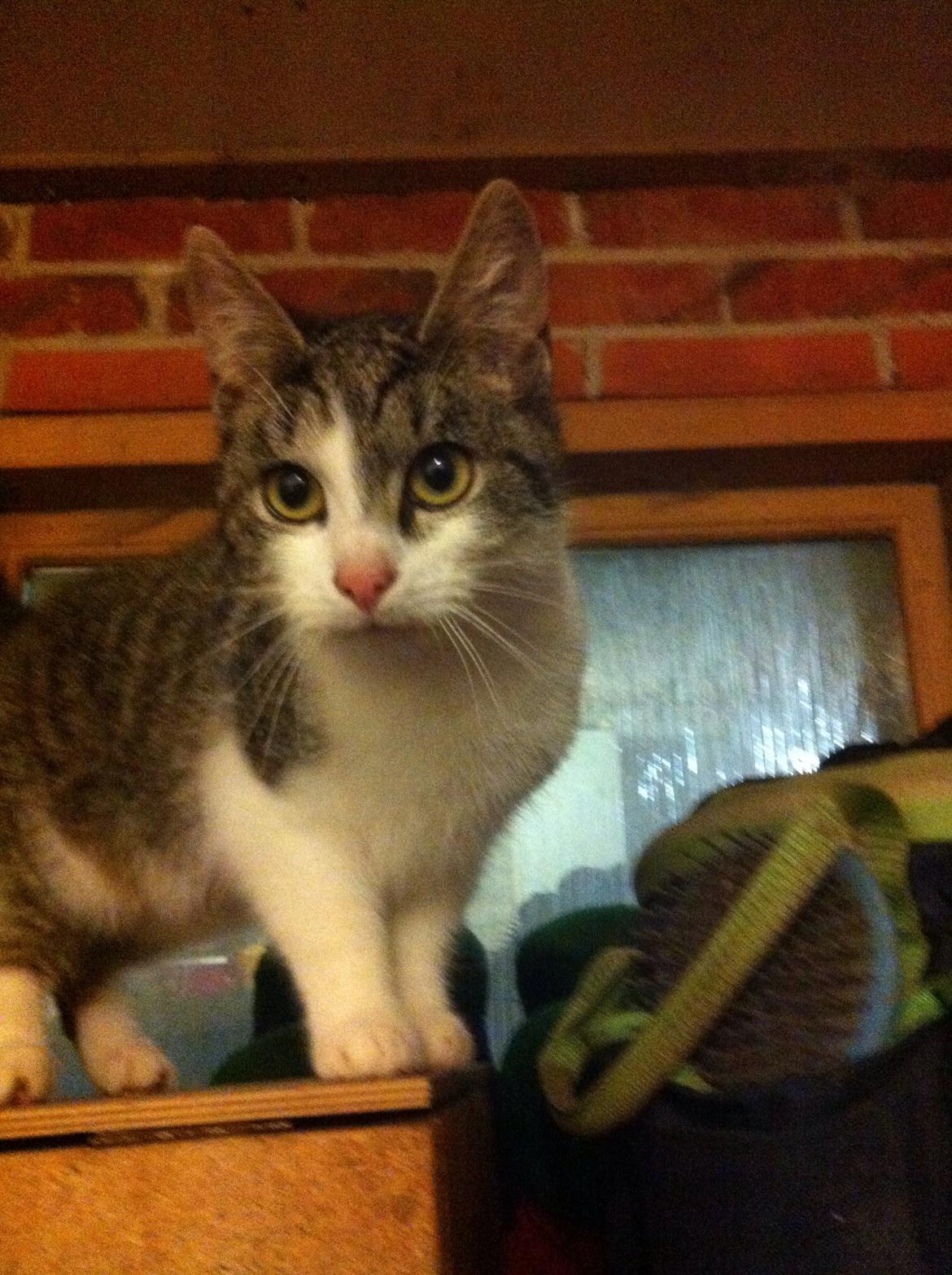 Huskat Kildelunds Smiga billede 4