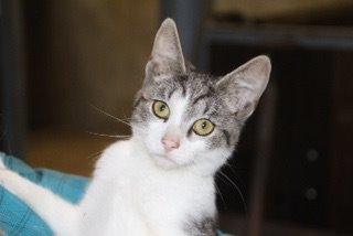 Huskat Kildelunds Smiga billede 7