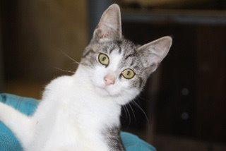 Huskat Kildelunds Smiga - håber i nød hendes profil:-) billede 8