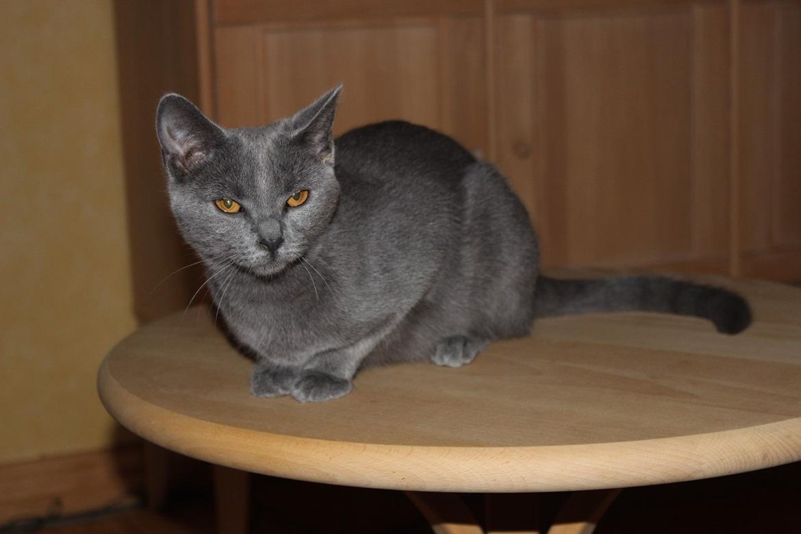 Chartreux Jacqueline du Domaine d’Ofélie billede 8