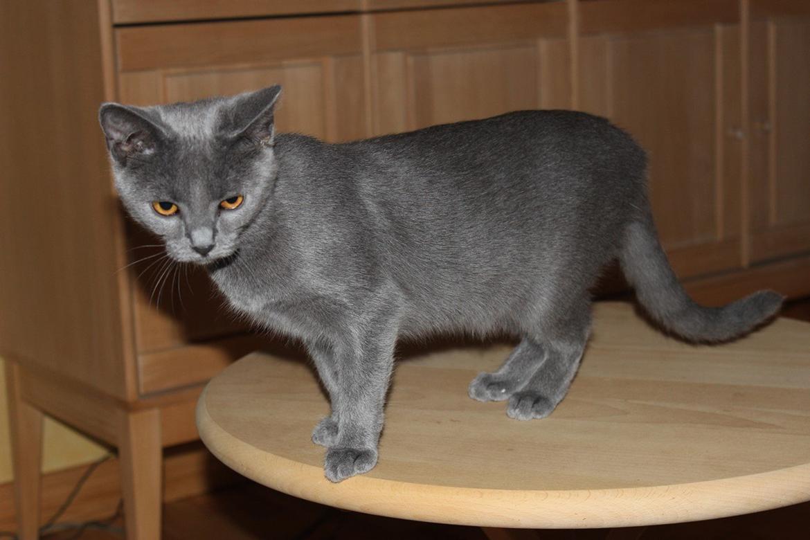 Chartreux Jacqueline du Domaine d’Ofélie billede 7