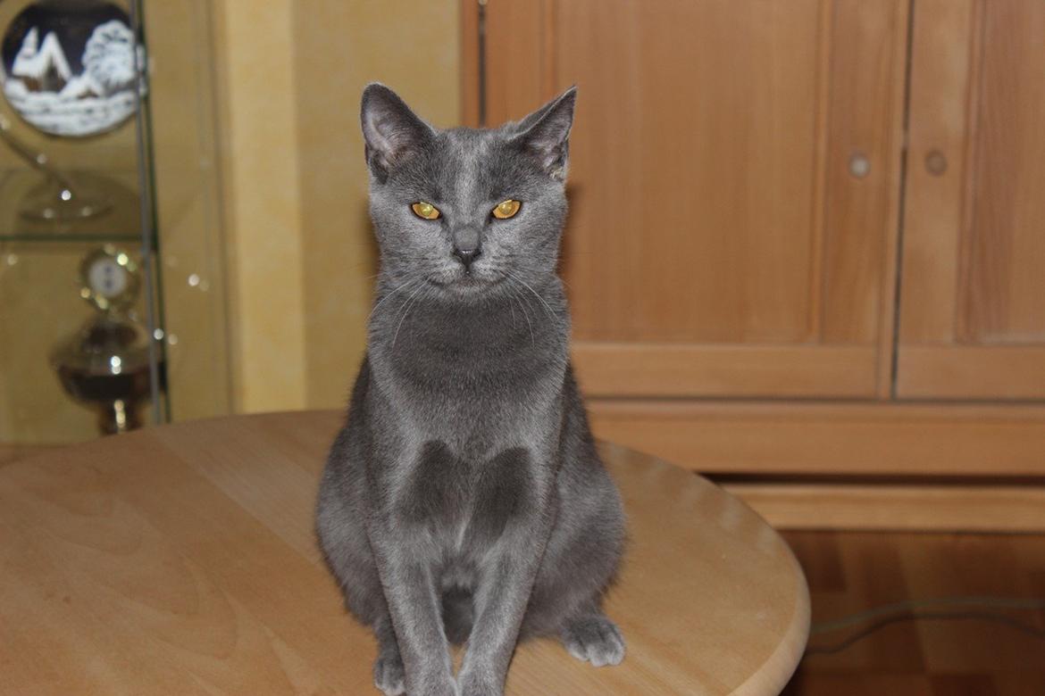 Chartreux Jacqueline du Domaine d’Ofélie billede 5