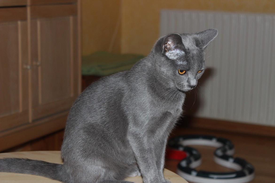 Chartreux Jacqueline du Domaine d’Ofélie billede 6
