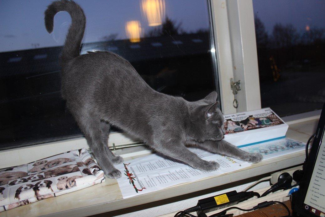 Chartreux Jacqueline du Domaine d’Ofélie billede 4