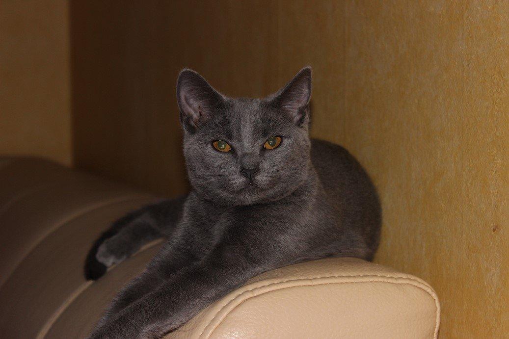 Chartreux Jacqueline du Domaine d’Ofélie billede 2