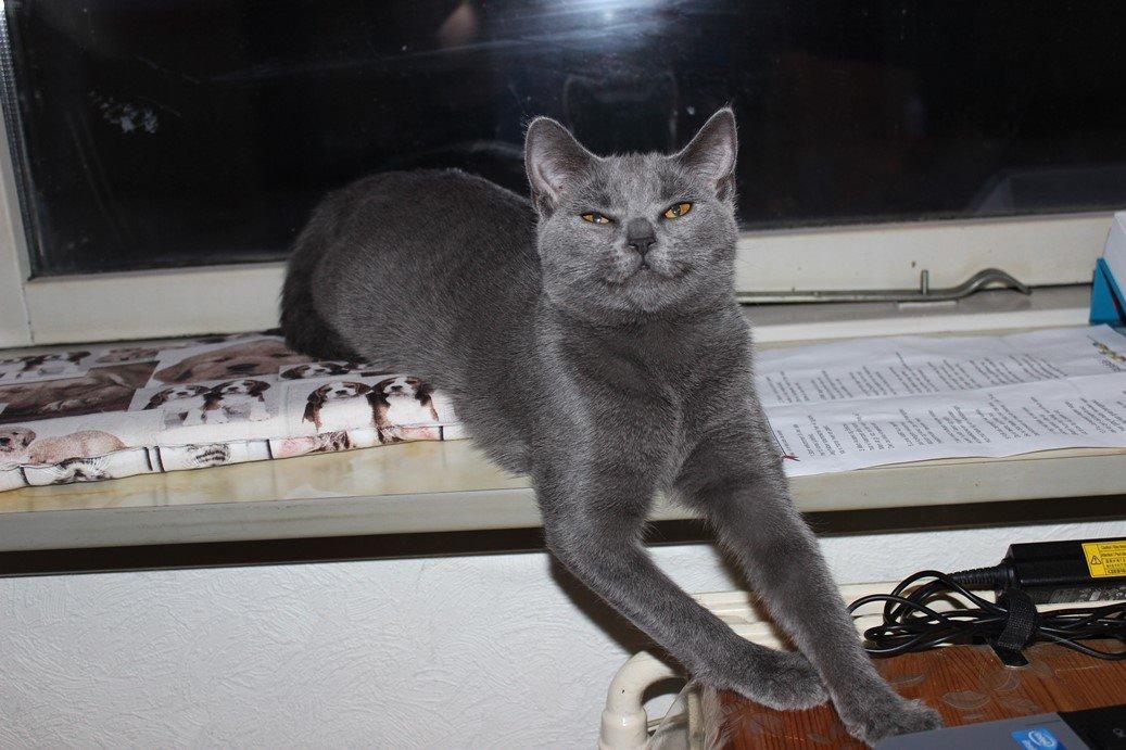 Chartreux Jacqueline du Domaine d’Ofélie billede 3