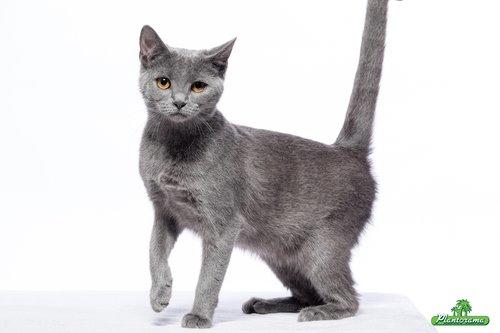 Chartreux Jacqueline du Domaine d’Ofélie billede 1