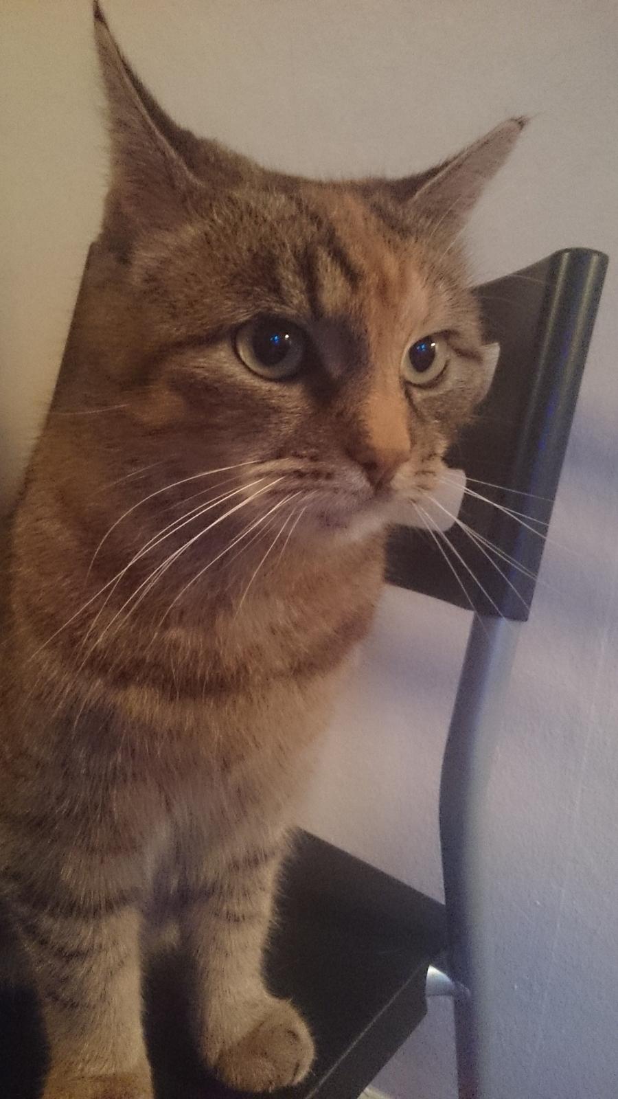 Blanding af racer Missy'munter (Himmel kat ) billede 2