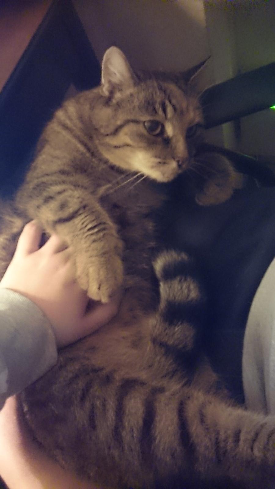 Blanding af racer Missy'munter (Himmel kat ) billede 6