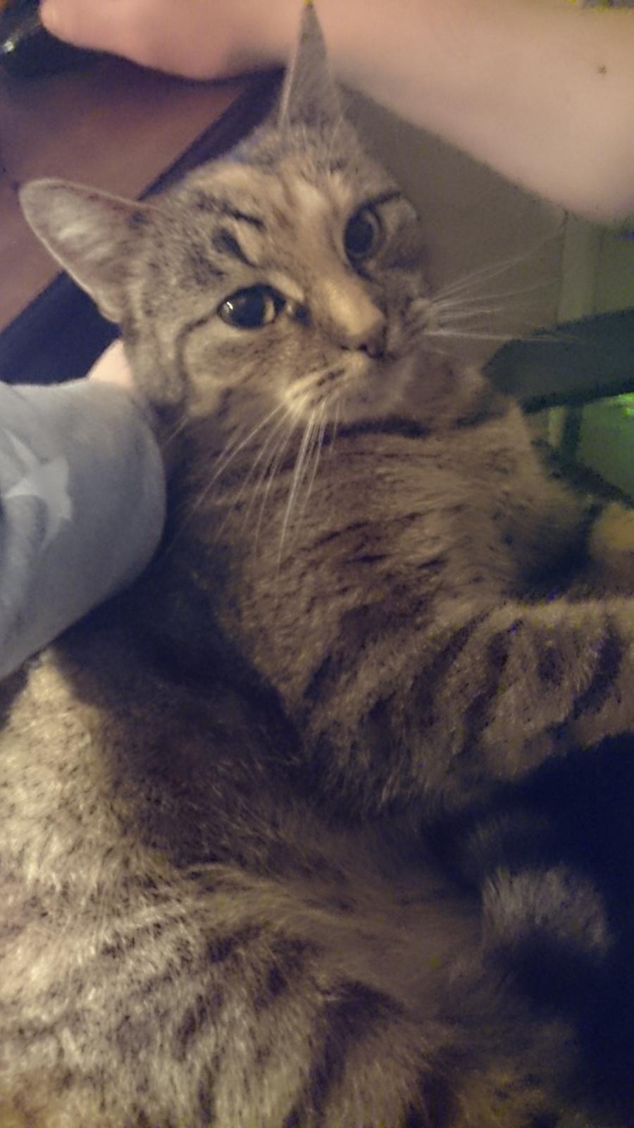 Blanding af racer Missy'munter (Himmel kat ) billede 5