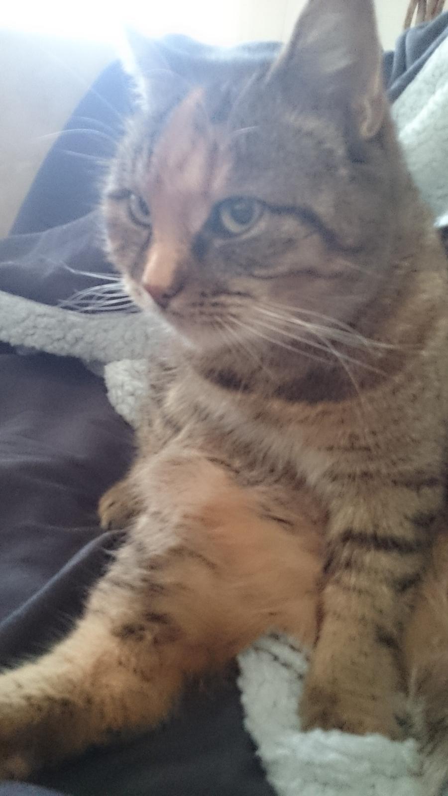 Blanding af racer Missy'munter (Himmel kat ) billede 4