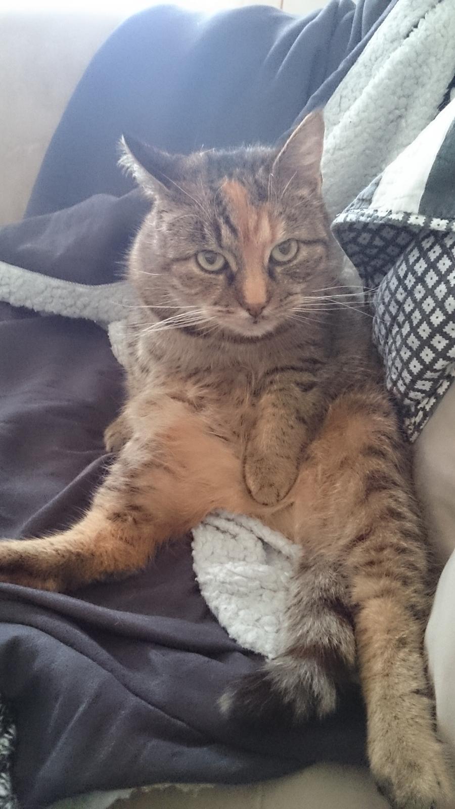 Blanding af racer Missy'munter (Himmel kat ) billede 1