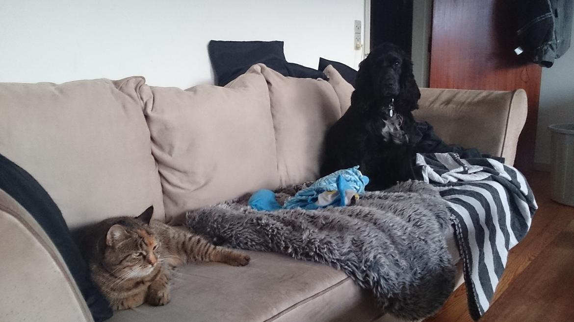 Blanding af racer Missy'munter (Himmel kat ) billede 3