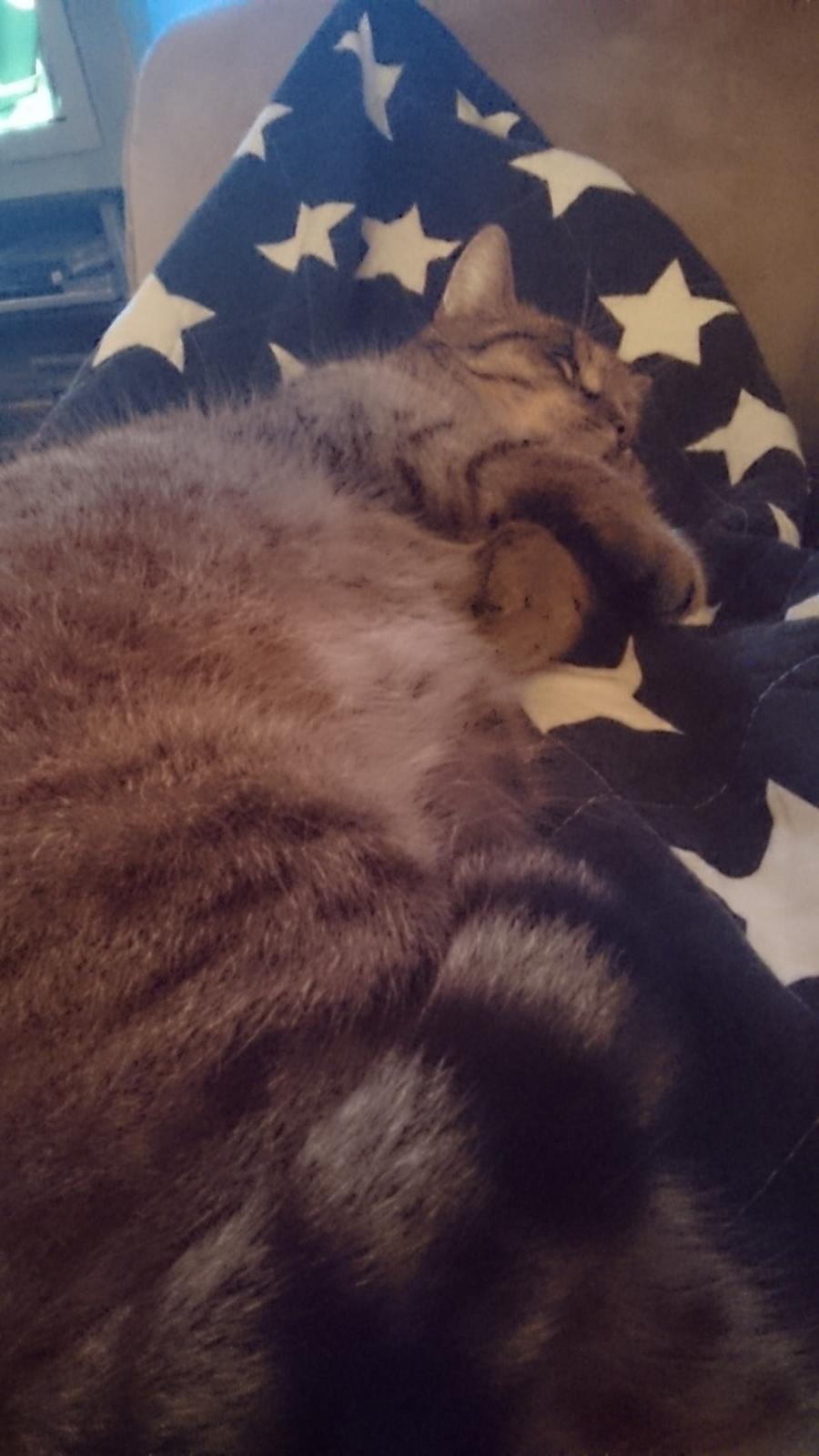 Blanding af racer Missy'munter (Himmel kat ) billede 7