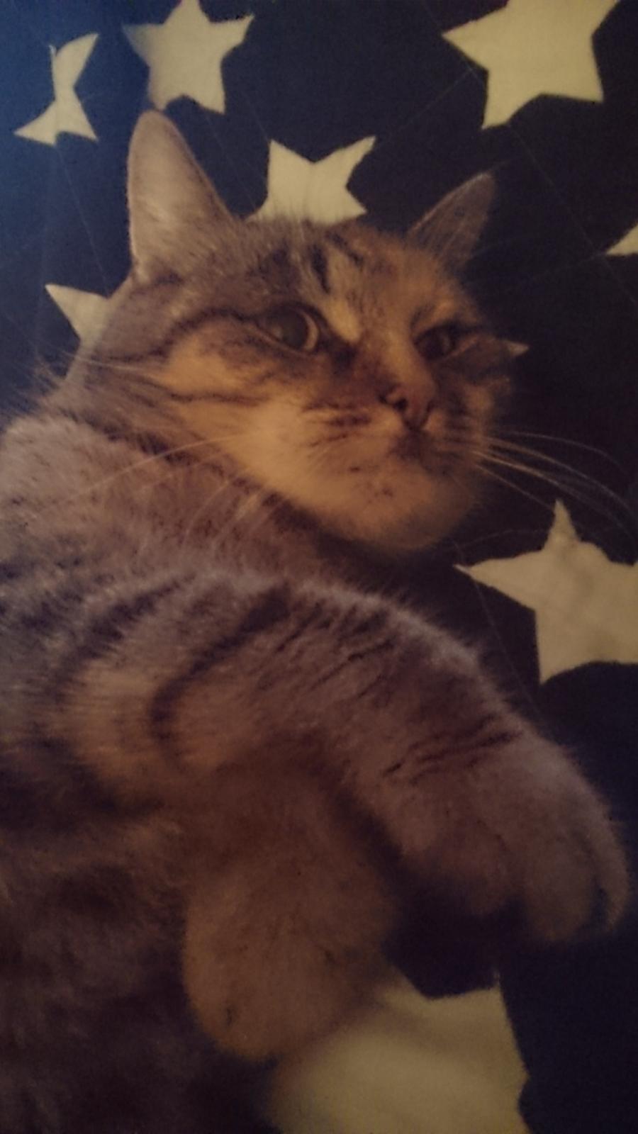 Blanding af racer Missy'munter (Himmel kat ) billede 8