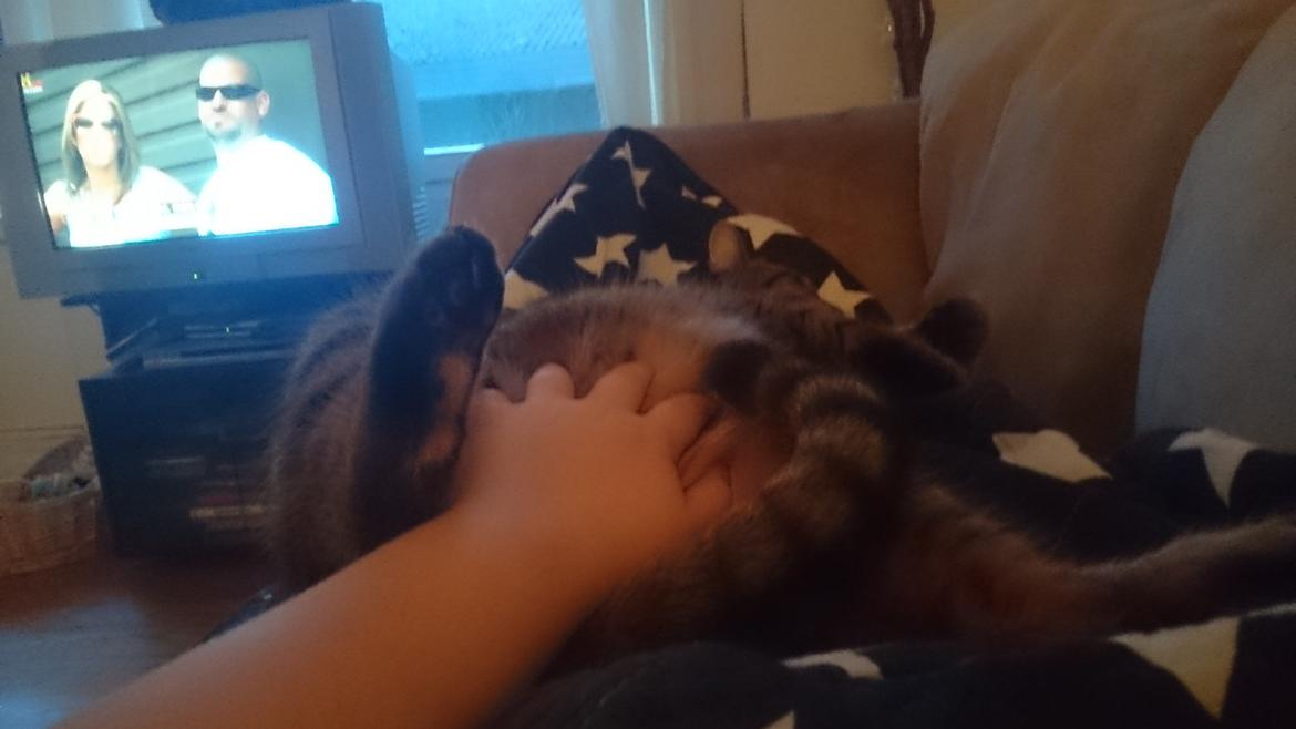 Blanding af racer Missy'munter (Himmel kat ) billede 10