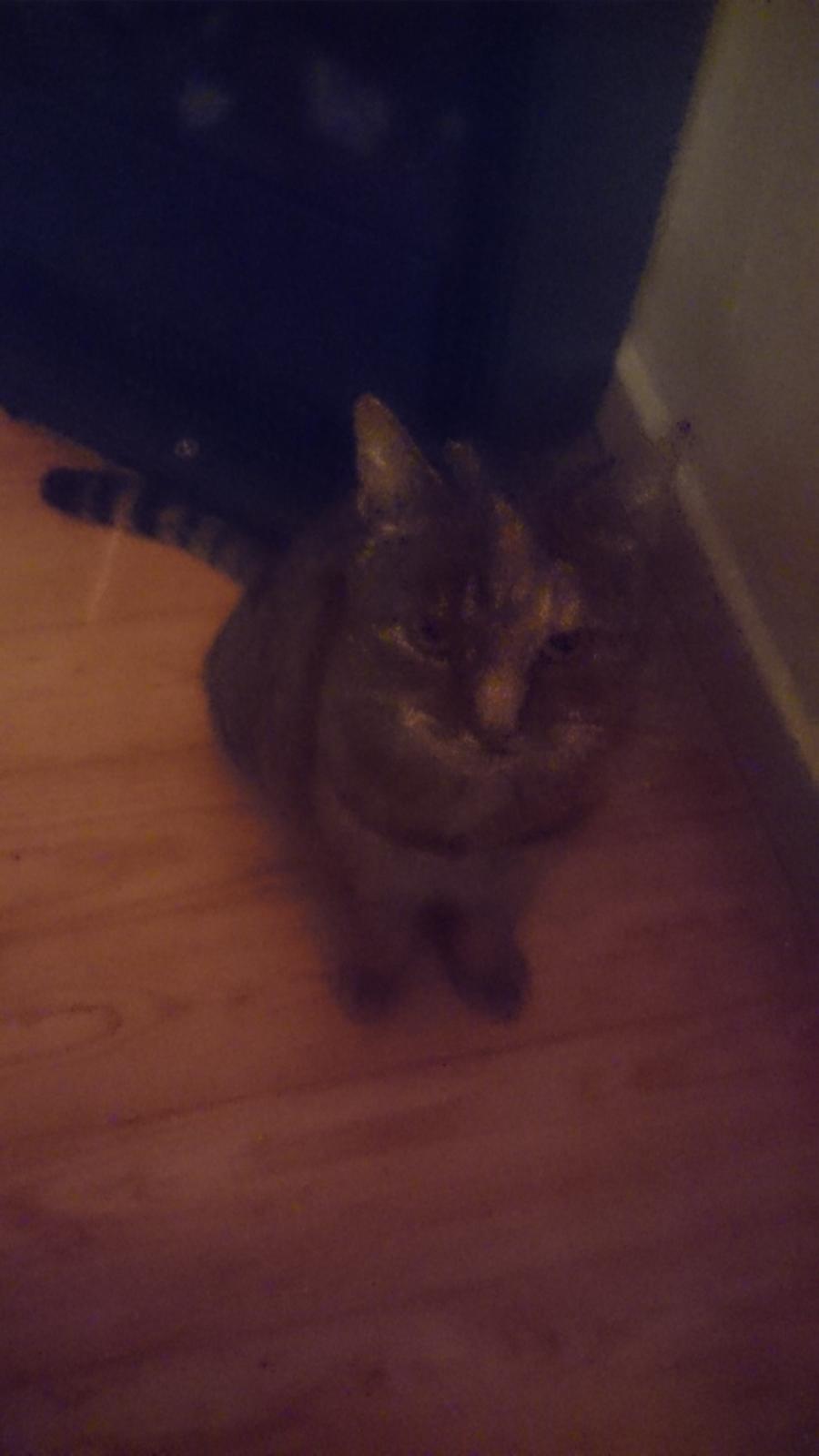 Blanding af racer Missy'munter (Himmel kat ) billede 11