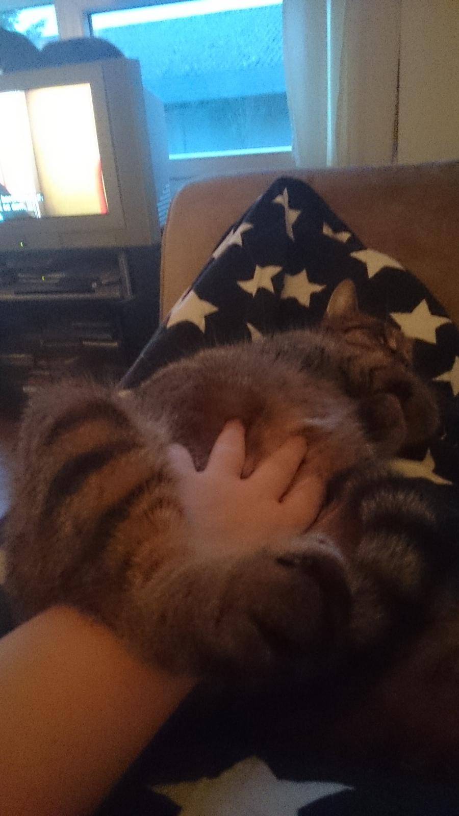 Blanding af racer Missy'munter (Himmel kat ) billede 9