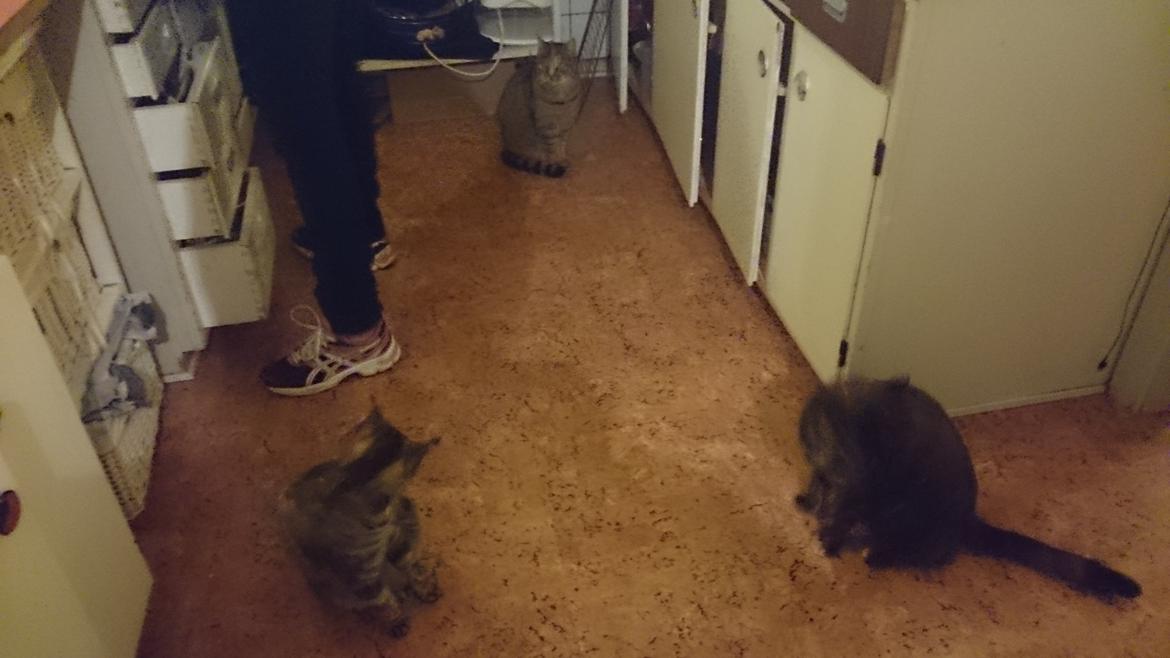 Blanding af racer Missy'munter (Himmel kat ) billede 12