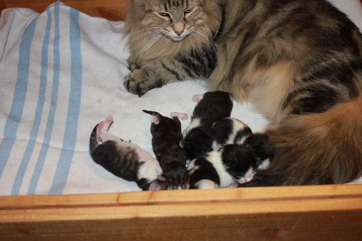 Norsk Skovkat DK SHAGGYTAIL'S OH MY SWEET DIVA  billede 41