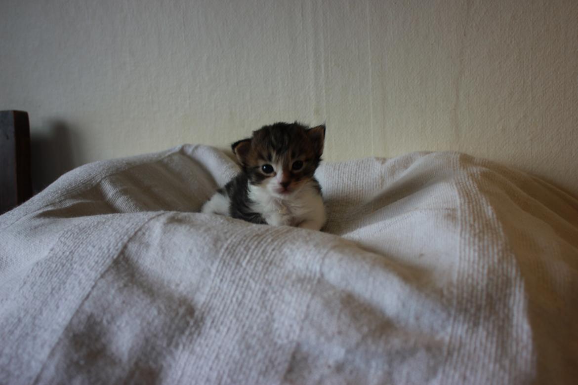 Norsk Skovkat DK SHAGGYTAIL'S OH MY SWEET DIVA  billede 40