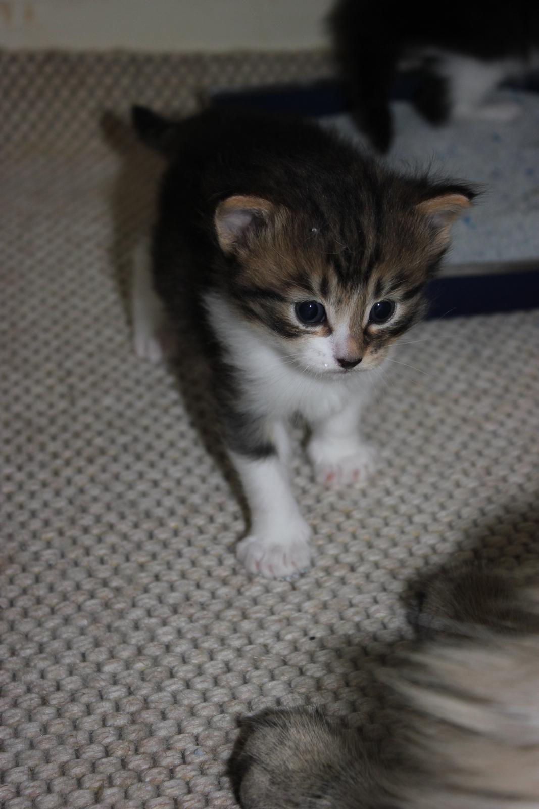 Norsk Skovkat DK SHAGGYTAIL'S OH MY SWEET DIVA  billede 39