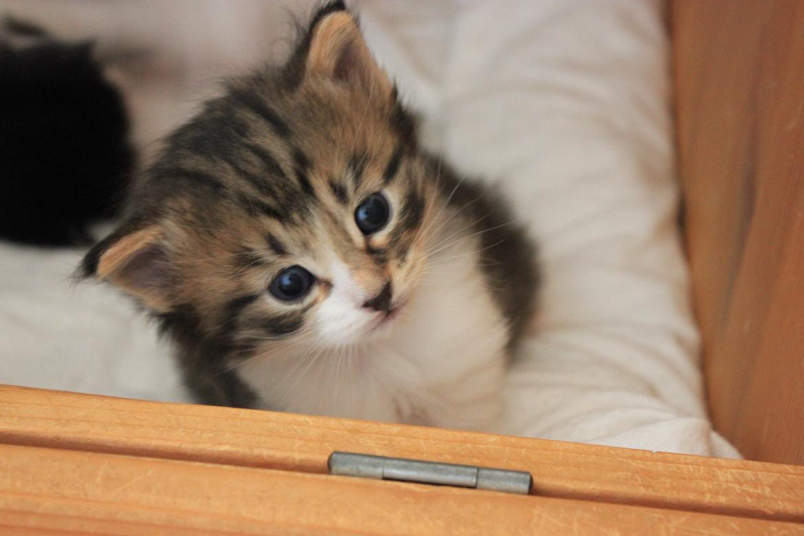 Norsk Skovkat DK SHAGGYTAIL'S OH MY SWEET DIVA  billede 38