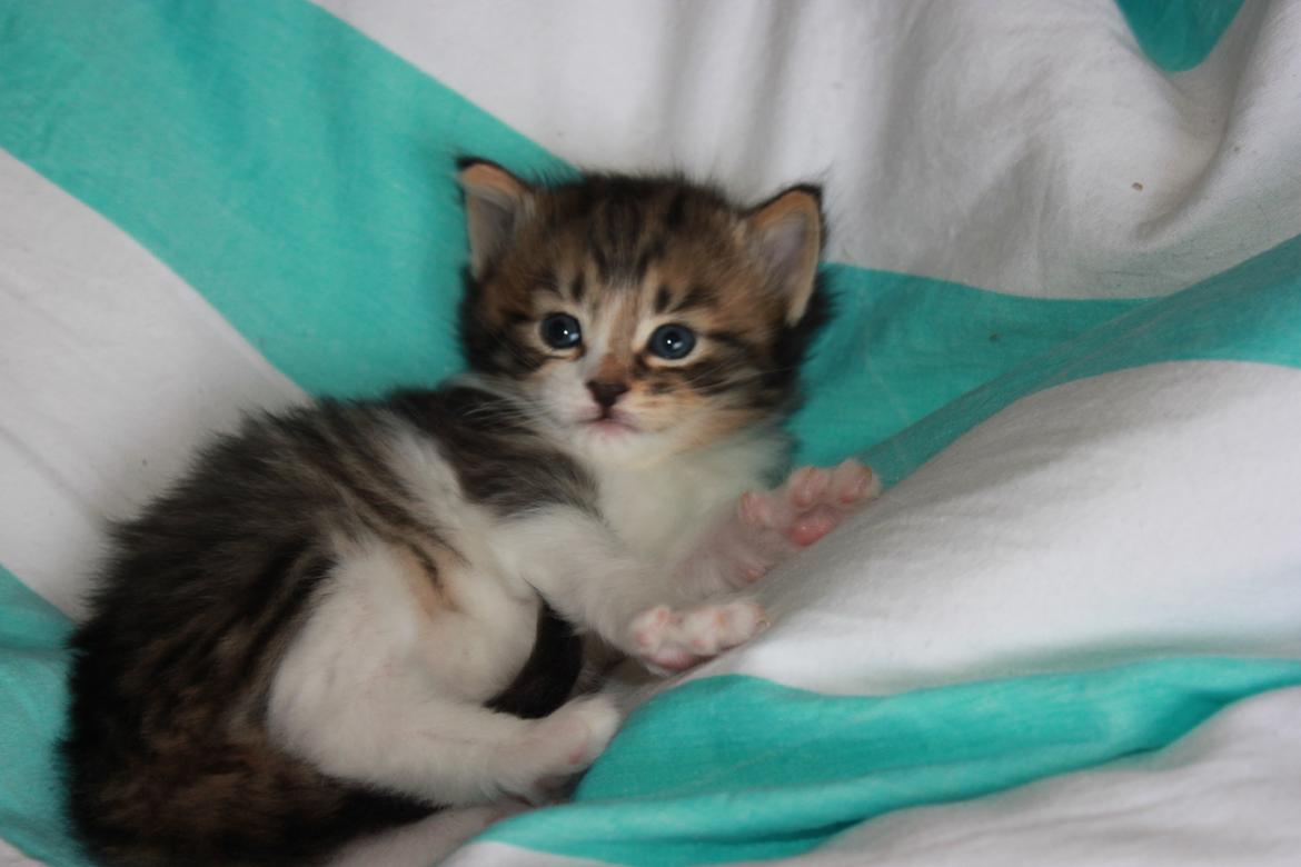 Norsk Skovkat DK SHAGGYTAIL'S OH MY SWEET DIVA  billede 37