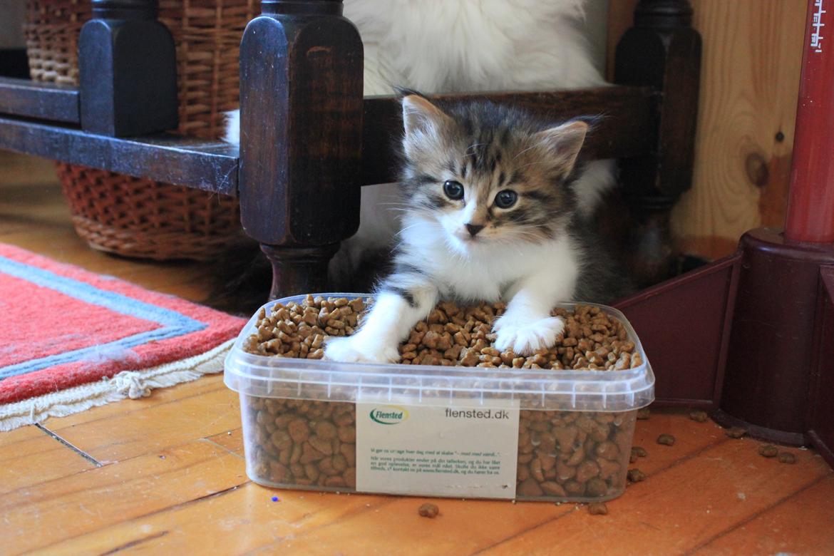 Norsk Skovkat DK SHAGGYTAIL'S OH MY SWEET DIVA  billede 36