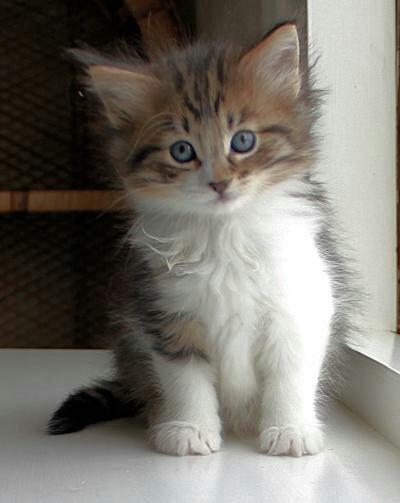 Norsk Skovkat DK SHAGGYTAIL'S OH MY SWEET DIVA  billede 35