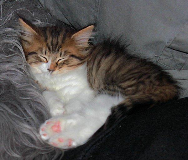 Norsk Skovkat DK SHAGGYTAIL'S OH MY SWEET DIVA  billede 34