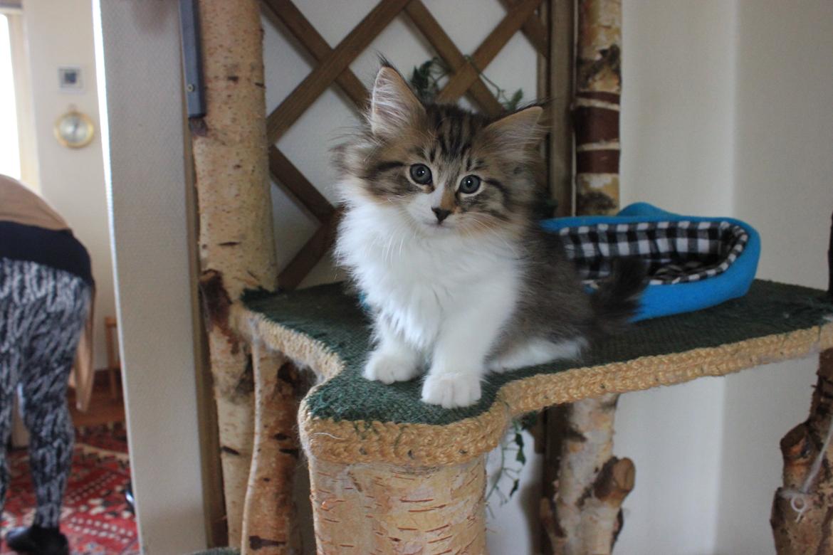 Norsk Skovkat DK SHAGGYTAIL'S OH MY SWEET DIVA  billede 30