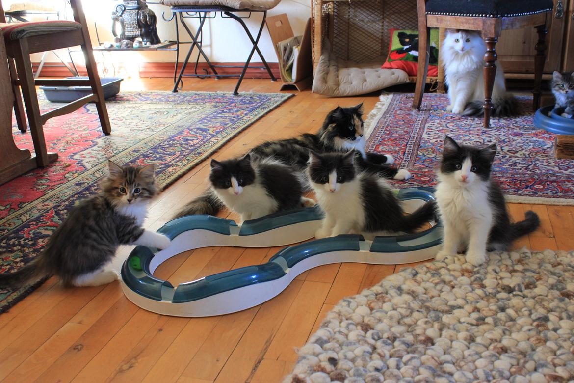 Norsk Skovkat DK SHAGGYTAIL'S OH MY SWEET DIVA  billede 29