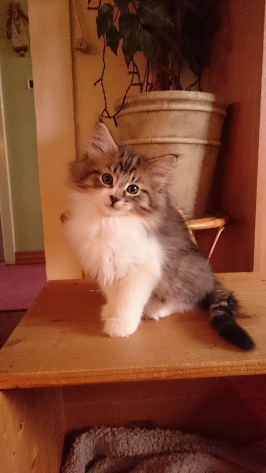 Norsk Skovkat DK SHAGGYTAIL'S OH MY SWEET DIVA  billede 32